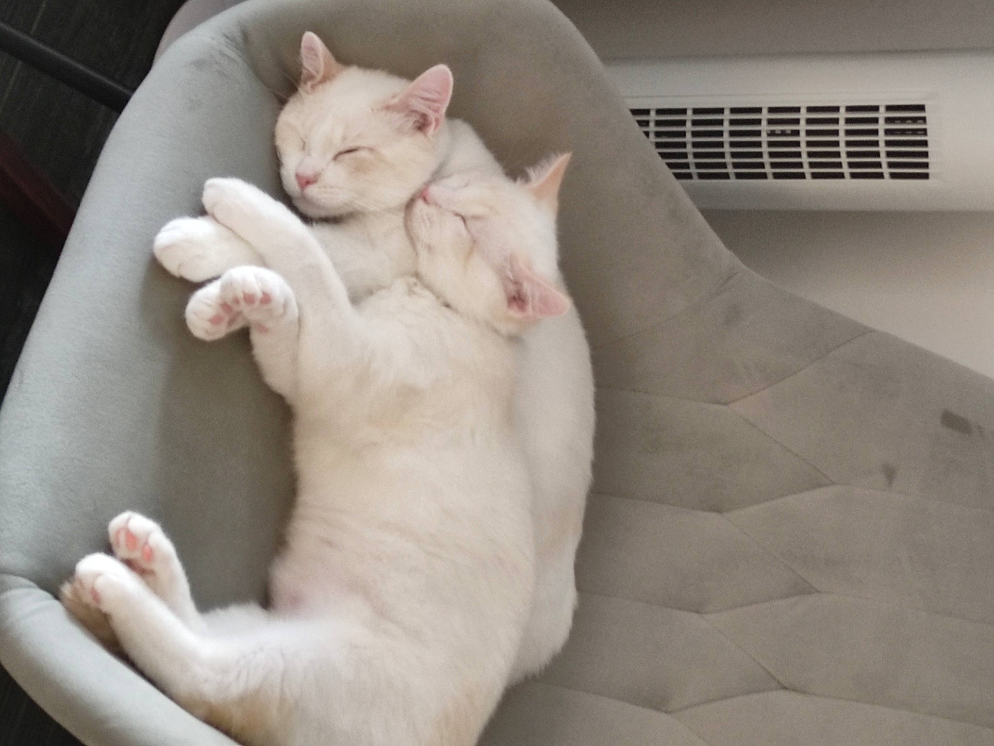 Tic Et Tac a rejoint le concours — aidez-le/la à gagner de superbes lots ! canidae, carnivore, cat, comfort, companion_dog, domestic_short_haired_cat, fang, fawn, felidae, foot, fur, gesture, jaw, nap, paw, small_to_medium_sized_cats, snout, tail, whiskers, yawn