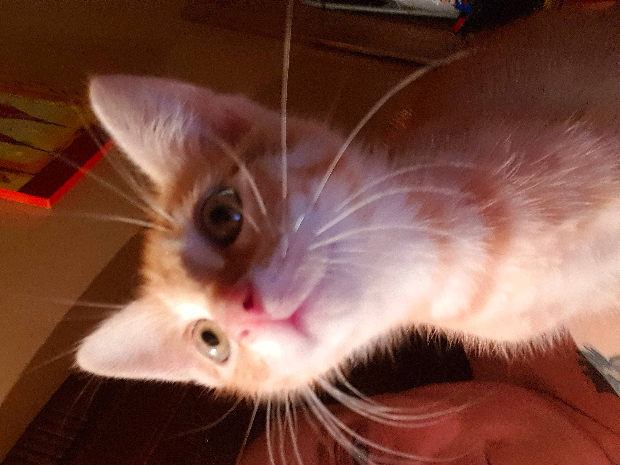 Plouf a rejoint le concours — aidez-le/la à gagner de superbes lots ! asian, balinese, birman, carnivore, cat, close_up, ear, fawn, felidae, iris, kitten, mammal, mouth, nose, ojos_azules, singapura, small_to_medium_sized_cats, snout, tonkinese, whiskers