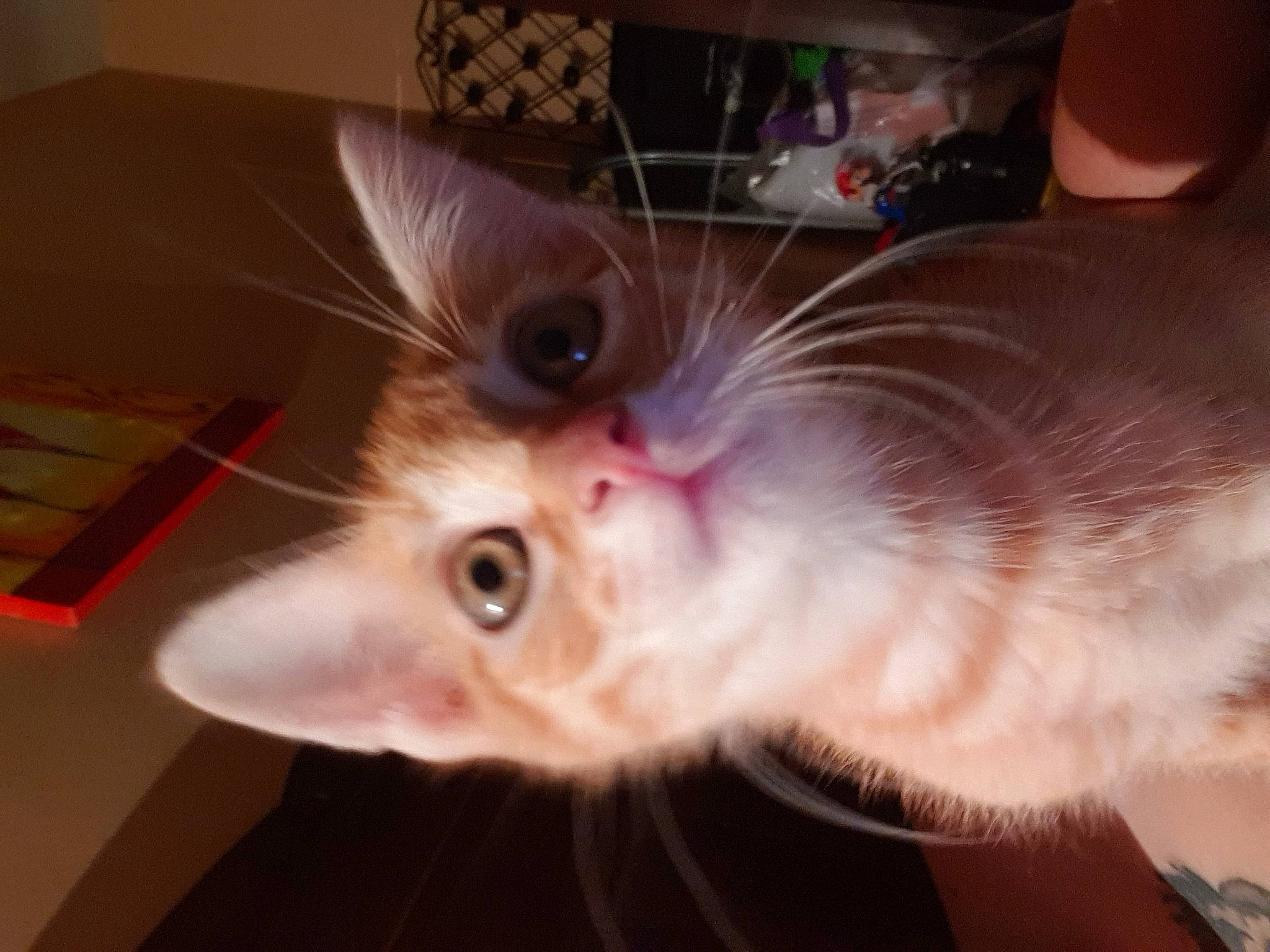 Plouf participe au concours pour gagner de l'argent avec cette photo : asian, balinese, birman, carnivore, cat, ear, eye, fawn, felidae, fur, iris, kitten, mammal, ragamuffin, ragdoll, small_to_medium_sized_cats, snout, whiskers