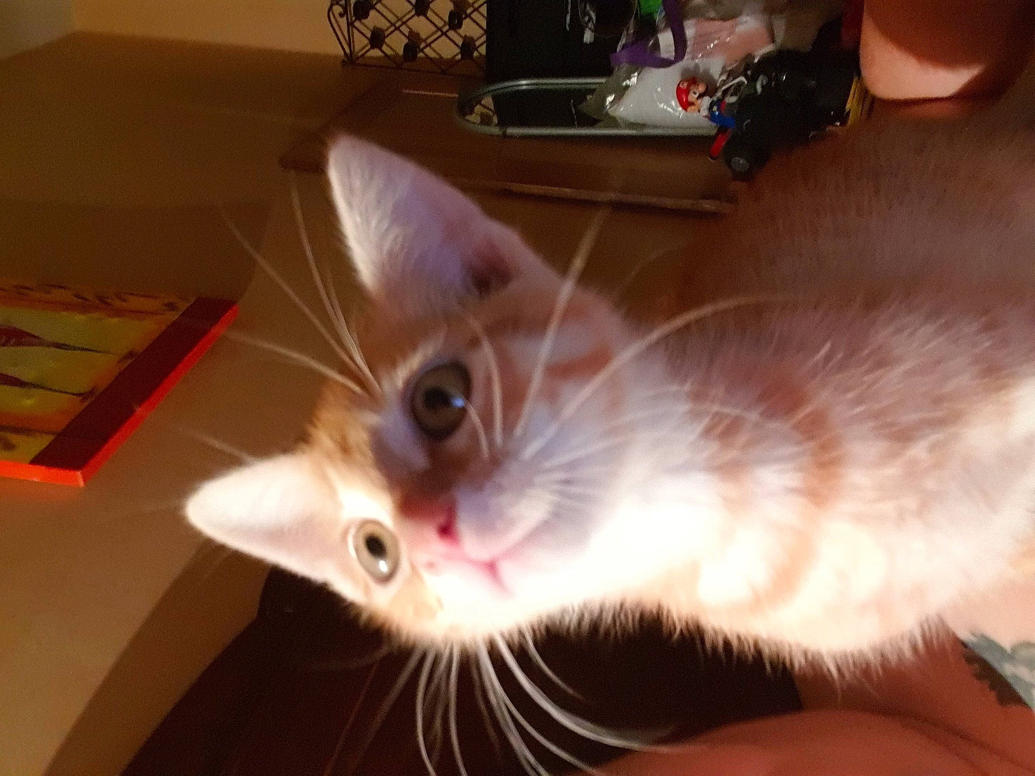 Plouf a rejoint le concours — aidez-le/la à gagner de superbes lots ! asian, carnivore, cat, domestic_short_haired_cat, ear, fawn, felidae, fur, iris, kitten, mammal, ojos_azules, photo_caption, singapura, small_to_medium_sized_cats, snout, tail, whiskers