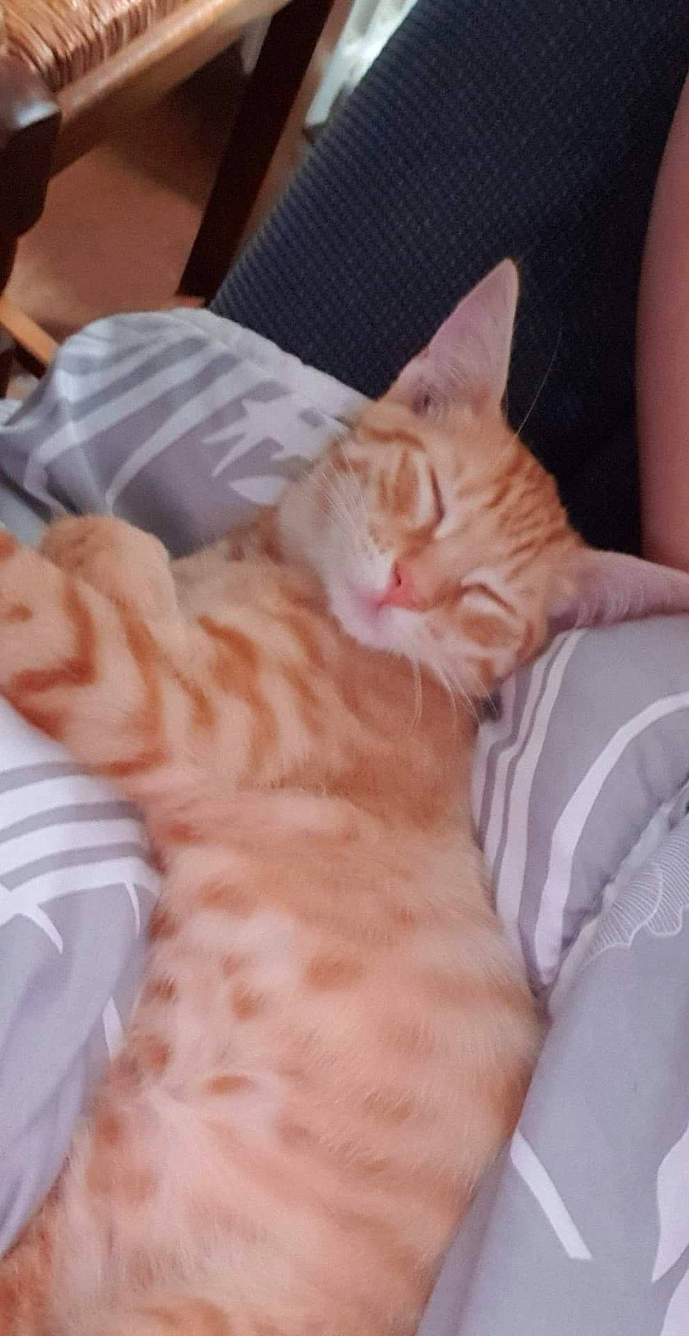 Plouf participe au concours pour gagner de l'argent avec cette photo : american_shorthair, asian, carnivore, cat, close_up, domestic_short_haired_cat, ear, european_shorthair, fawn, felidae, fur, kitten, leg, mammal, nap, skin, small_to_medium_sized_cats, whiskers