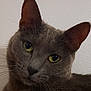 cat, gray_cat, close_up, portrait, pet, animal, yellow_eyes, whiskers, ears, feline, indoor, looking_at_camera, fur, head, face, cute, domestic_cat, mammal, alert, texture