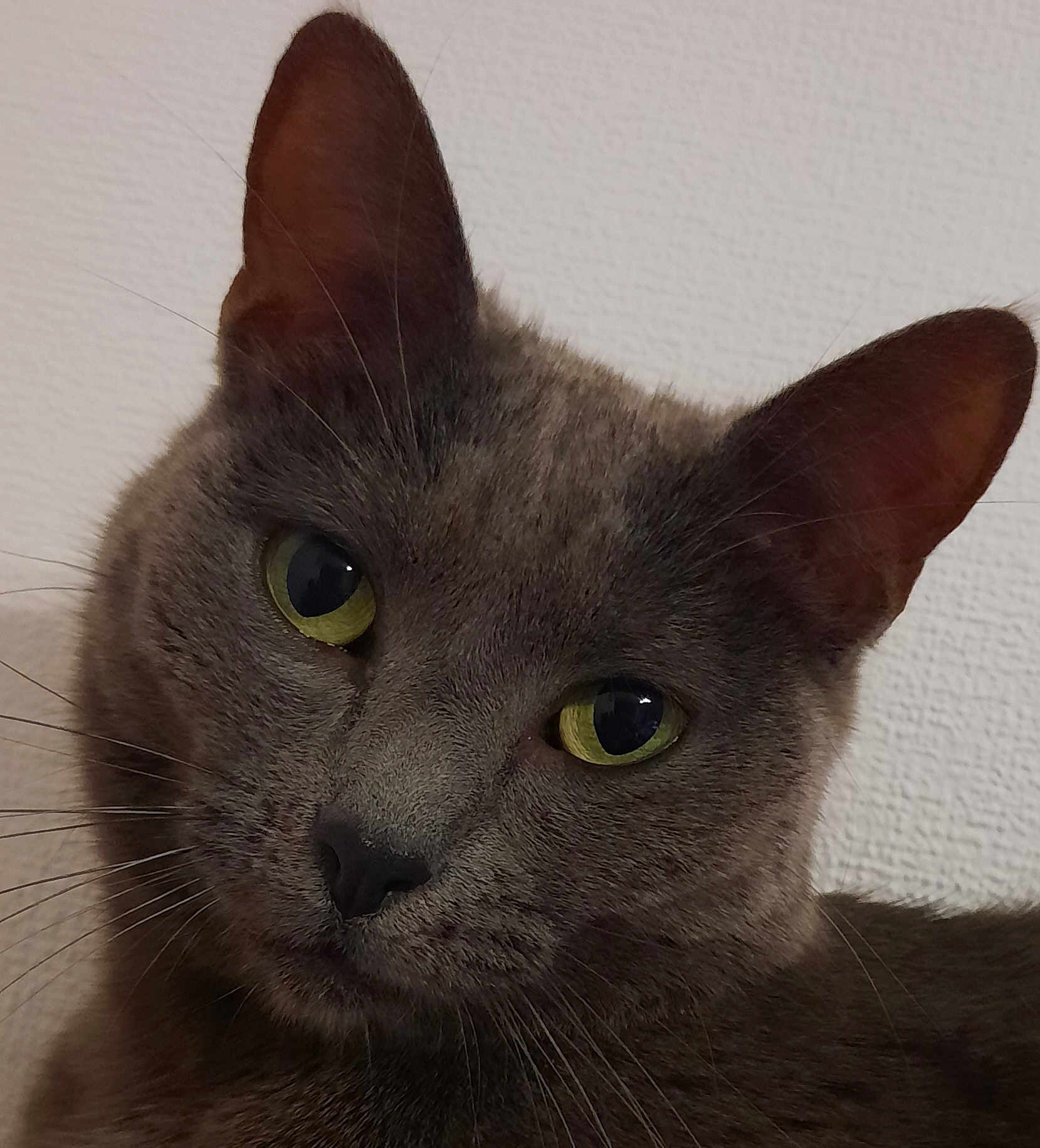 Kyra participe au concours pour gagner de l'argent avec cette photo : cat, gray_cat, close_up, portrait, pet, animal, yellow_eyes, whiskers, ears, feline, indoor, looking_at_camera, fur, head, face, cute, domestic_cat, mammal, alert, texture