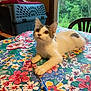 kitten, cat, pet, table, tablecloth, pen, indoor, window, greenery, carrier, curious, white_fur, gray_fur, paw, animal, domestic, playful, floral_pattern, colorful, cozy
