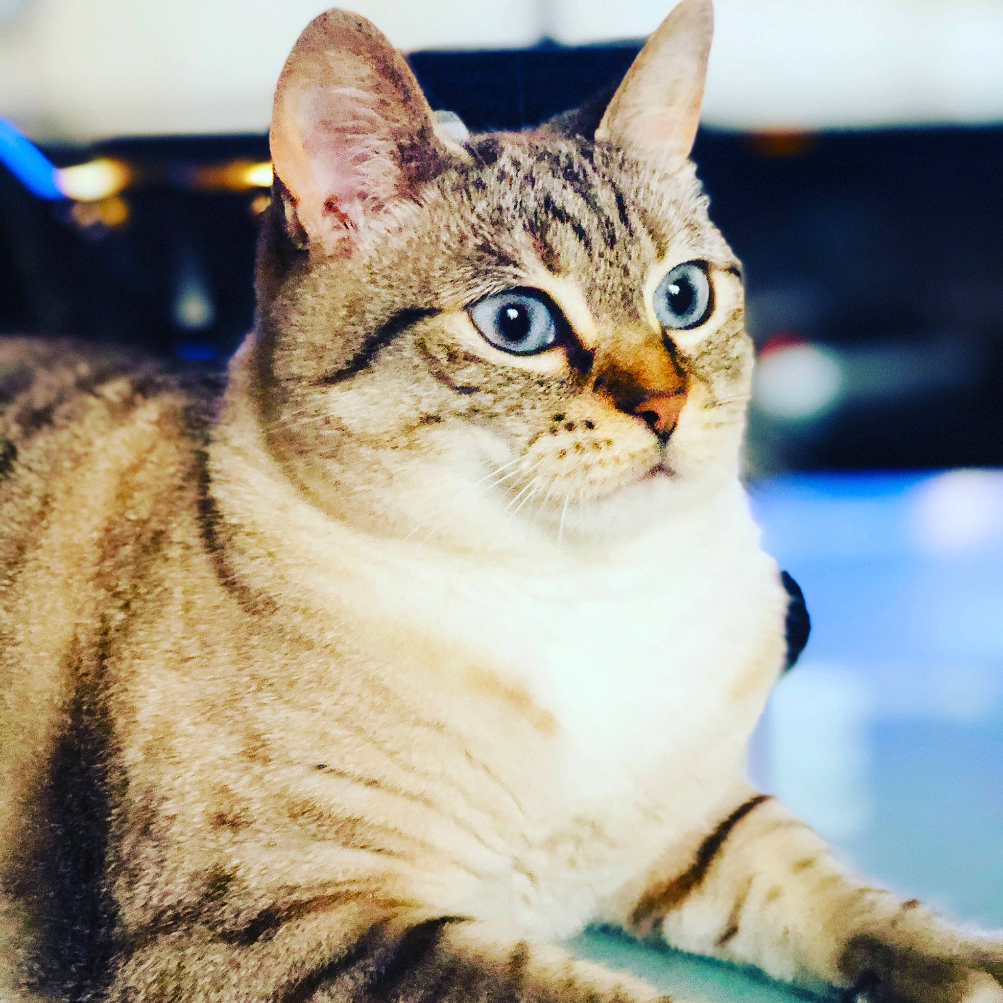 Hella a rejoint le concours — aidez-le/la à gagner de superbes lots ! aegean_cat, american_bobtail, american_shorthair, american_wirehair, asian, australian_mist, carnivore, cat, domestic_short_haired_cat, dragon_li, european_shorthair, eye, felidae, kitten, mammal, sky, small_to_medium_sized_cats, tabby_cat, vertebrate, whiskers