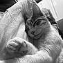 animal, black_and_white, blanket, cat, closeup, cozy, cute, domestic_cat, feline, fur, indoors, mammal, paw, peaceful, pet, relaxation, resting, sleeping, soft, whiskers