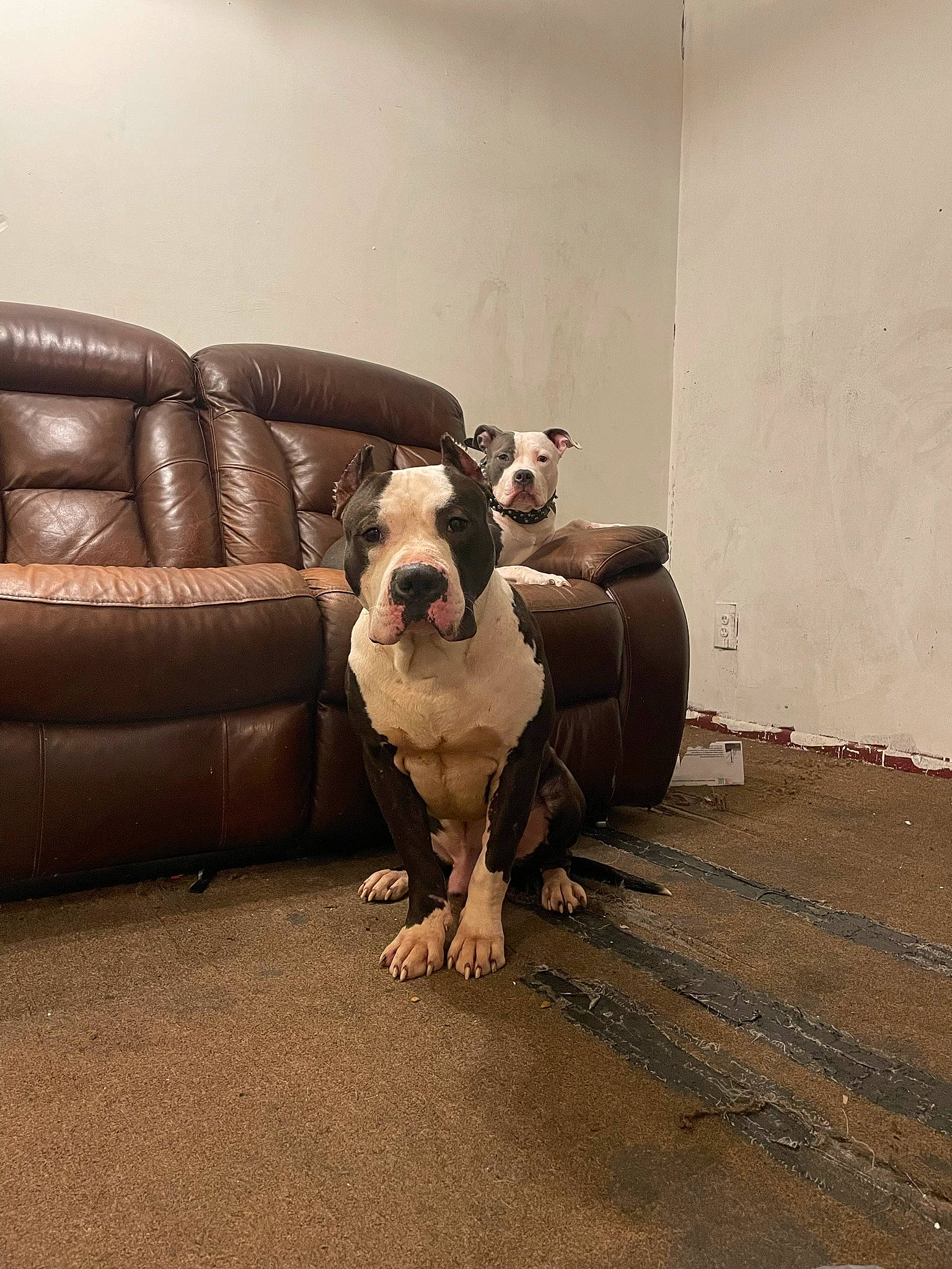 Gotti joined the competition — help win amazing prizes! canidae, carnivore, comfort, companion_dog, couch, dog, dog_breed, fawn, floor, flooring, fur, hardwood, room, sofa_bed, sporting_group, studio_couch, tints_and_shades, toy_dog, wood, working_animal