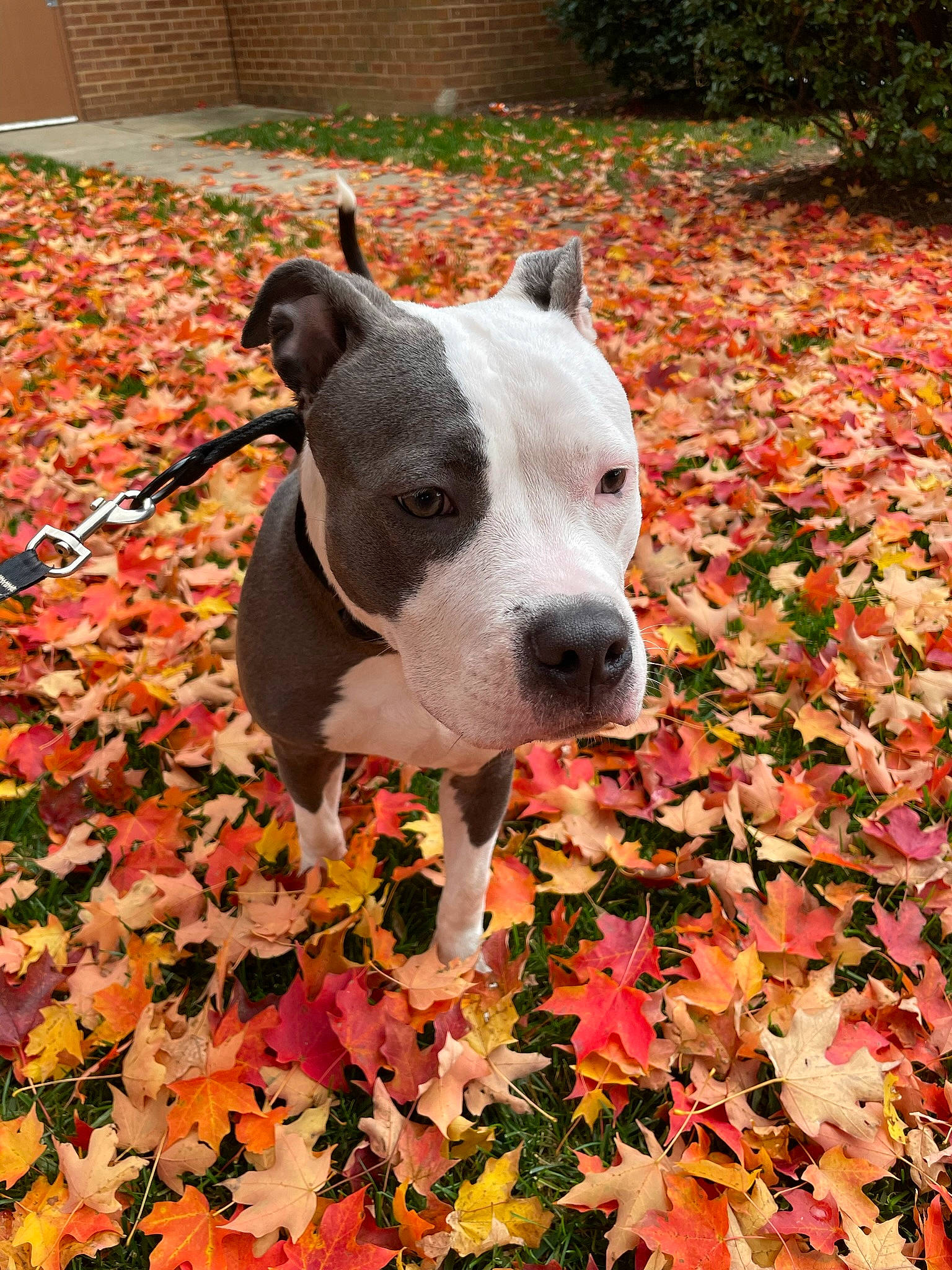 Gemani joined the competition — help win amazing prizes! autumn, carnivore, collar, companion_dog, coquelicot, deciduous, dog, dog_breed, fawn, grass, groundcover, leaf, non_sporting_group, people_in_nature, plant, sporting_group, terrestrial_animal, working_animal