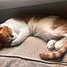 adorable, animal, cat, cozy, cushion, cute, feline, fur, indoor, nap, orange_and_white, paw, peaceful, pet, relaxed, resting, sleeping, soft, tail, whiskers