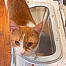 Tunechi joined the competition — help win amazing prizes! appliance, cat, clothing, curious_cat, domestic, ears, eyes, feline, flooring, footwear, household, indoor, laundry, open_door, orange_cat, pet, washing_machine, whiskers, white_cat, wooden_floor