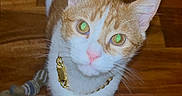 Tunechi is registered to the contest to win money with this photo: animal, cat, collar, curious, cute, domestic_cat, ears, feline, ginger_cat, house_pet, indoor, looking_up, pet, playful, tail, toy, whiskers, white_cat, wooden_floor, young_cat