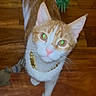 animal, cat, collar, curious, cute, domestic_cat, ears, feline, ginger_cat, house_pet, indoor, looking_up, pet, playful, tail, toy, whiskers, white_cat, wooden_floor, young_cat