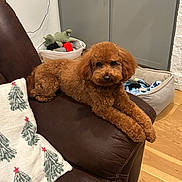 Presley is registered to the contest to win money with this photo: animal, basket, blanket, brown_dog, christmas_tree_pattern, companion, cozy, curly_fur, cute, dog, dog_bed, furniture, home_interior, indoor, leather_couch, pet, relaxed, seated, toys, wooden_floor