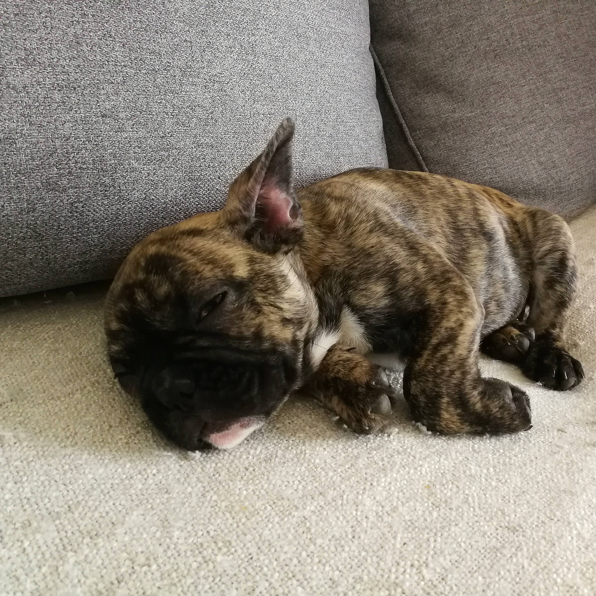 Choubaka a rejoint le concours — aidez-le/la à gagner de superbes lots ! american_bulldog, bulldog, canidae, carnivore, cat, companion_dog, dog, dog_breed, fawn, french_bulldog, mammal, non_sporting_group, olde_english_bulldogge, puppy, toy_bulldog, vertebrate, whiskers