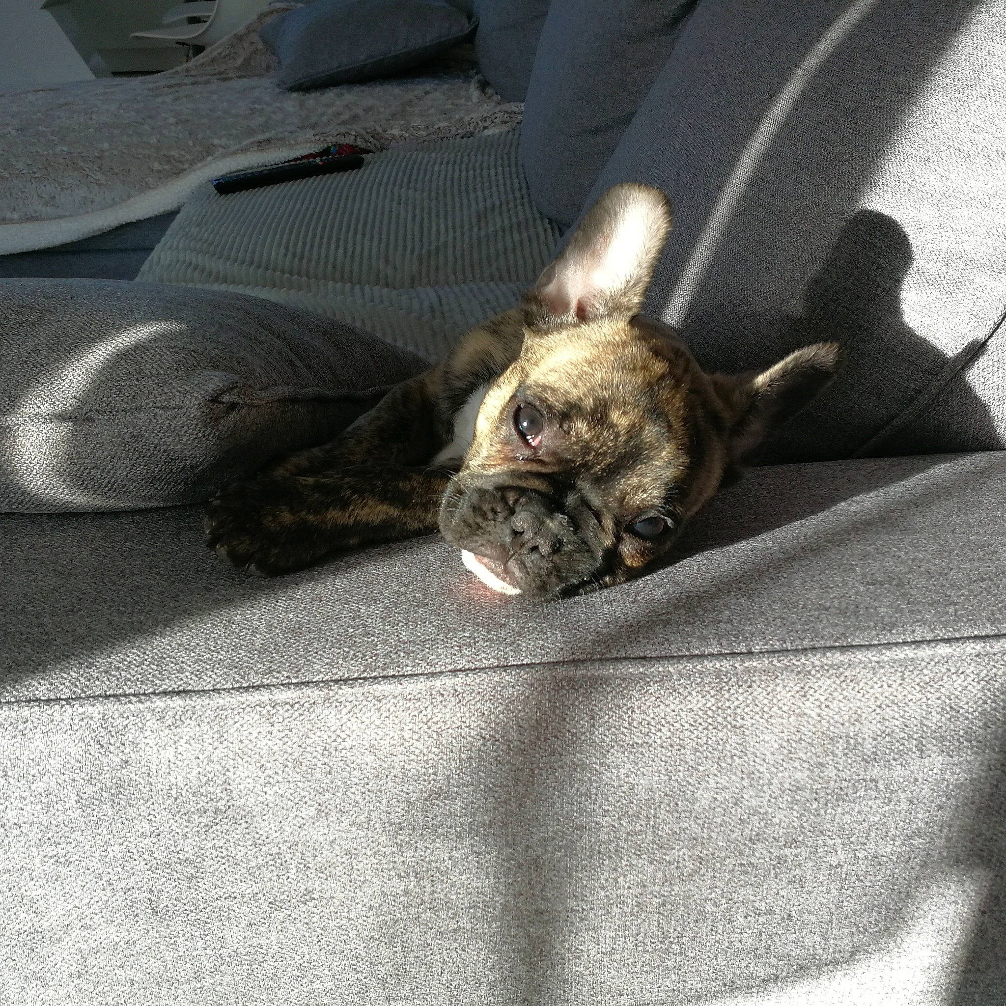 Choubaka participe au concours pour gagner de l'argent avec cette photo : boston_terrier, bulldog, canidae, carnivore, companion_dog, dog, dog_breed, ear, fawn, french_bulldog, nap, non_sporting_group, old_english_bulldog, olde_english_bulldogge, paw, puppy, sleep, snout