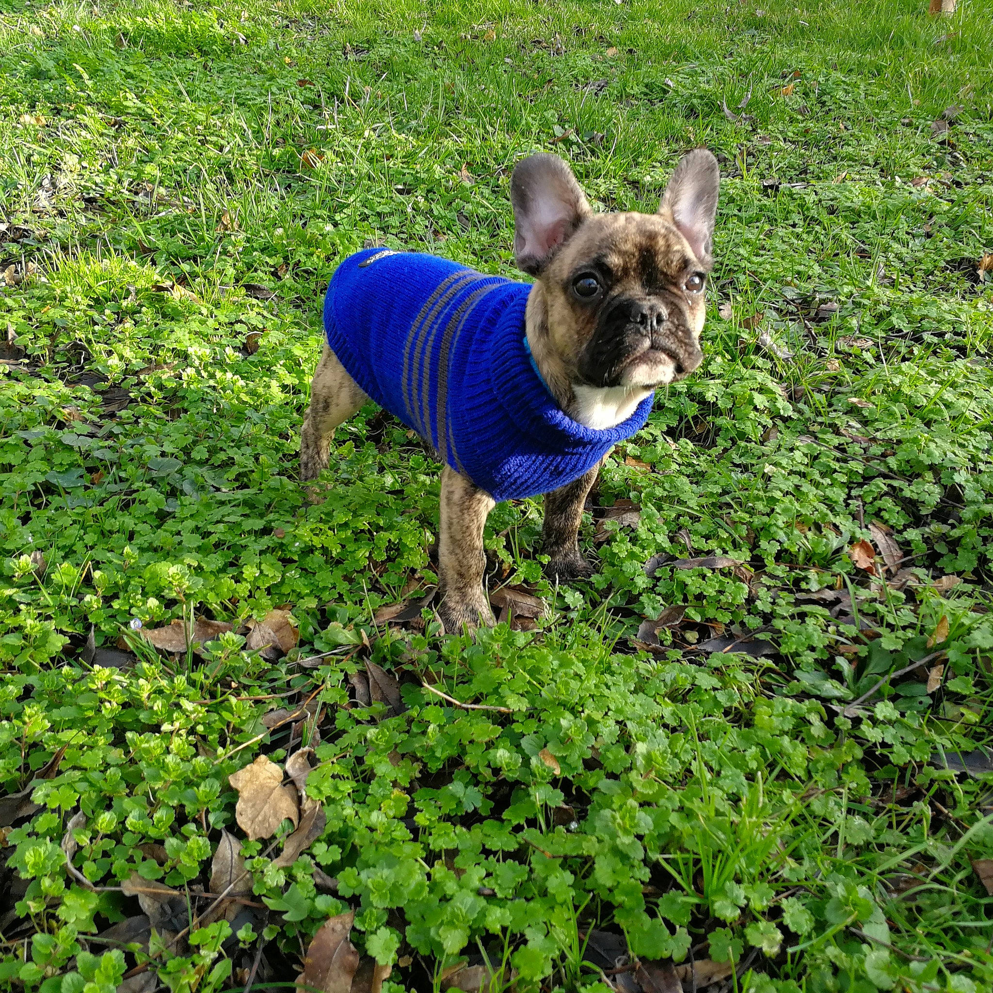 Choubaka a rejoint le concours — aidez-le/la à gagner de superbes lots ! bulldog, canidae, carnivore, companion_dog, dog, dog_breed, dog_clothes, fashion_accessory, fawn, flower, french_bulldog, grass, green, groundcover, lawn, mammal, non_sporting_group, plant, puppy