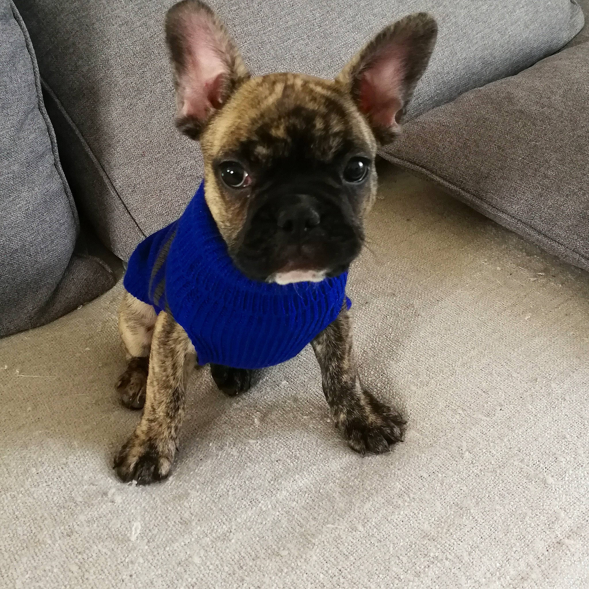 Choubaka a rejoint le concours — aidez-le/la à gagner de superbes lots ! bulldog, canidae, carnivore, companion_dog, dog, dog_breed, dog_clothes, dog_collar, ear, fawn, french_bulldog, mammal, non_sporting_group, puppy, rare_breed_dog, snout, sporting_group, toy_bulldog, toy_dog, vertebrate