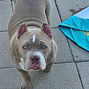 Genie is registered to the contest to win money with this photo: dog, pitbull, blue_eyes, muscular, outdoor, patio, tiles, curious, brown_fur, white_markings, canine, pet, animal, looking_up, ears_up, snout, paw, fur_texture, daylight, playful