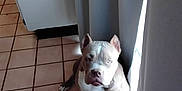 Genie is registered to the contest to win money with this photo: dog, pitbull, indoor, tile_floor, curtains, window, light, pet, animal, sitting, ears_cropped, brown, white, floor, home, quiet, calm, companion, domestic, resting