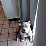 dog, pitbull, indoor, tile_floor, curtains, window, light, pet, animal, sitting, ears_cropped, brown, white, floor, home, quiet, calm, companion, domestic, resting