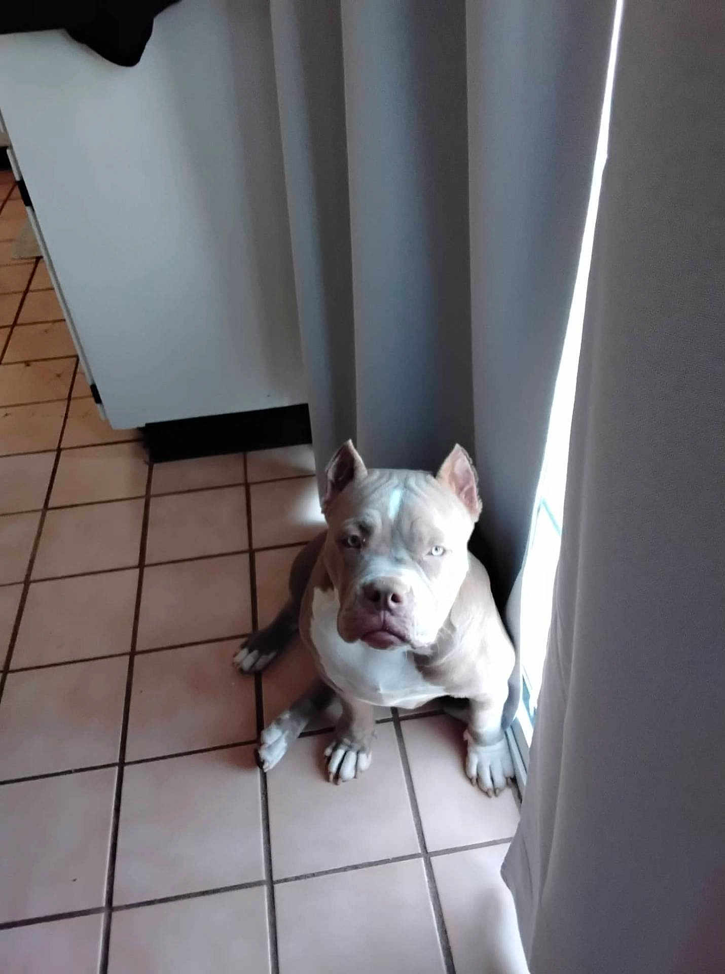 Genie is registered to the contest to win money with this photo: dog, pitbull, indoor, tile_floor, curtains, window, light, pet, animal, sitting, ears_cropped, brown, white, floor, home, quiet, calm, companion, domestic, resting
