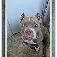 Genie joined the competition — help win amazing prizes! animal, blue_eyes, calm, canine, close_up, companion, curious, dog, domestic, ears, floor, indoor, looking_up, paws, pet, pit_bull, sitting, snout, tile, white_markings