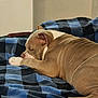 Genie joined the competition — help win amazing prizes! animal, black, blanket, blue, canine, checkered, chew_stick, comfort, cozy, dog, domestic, ears, fur, indoor, paw, pet, relaxation, resting, sleeping, snout