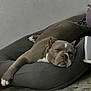 Genie joined the competition — help win amazing prizes! dog, sleeping, indoor, pet_bed, relaxed, brown_dog, white_markings, floor, cozy, resting, canine, nap, comfortable, animal, domestic, home, quiet, calm, paws, ears
