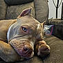 animal, brown, chair, close_up, comfort, couch, dog, ears, face, fur, head, indoor, napping, paw, pet, portrait, relaxed, resting, snout, soft
