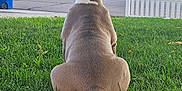 Genie is registered to the contest to win money with this photo: back_view, canine, car, daylight, dog, fence, grass, house, muscular, nature, outdoor, pet, quiet, residential, sidewalk, street, suburban, sunlight, tree, yard