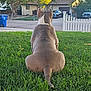 back_view, canine, car, daylight, dog, fence, grass, house, muscular, nature, outdoor, pet, quiet, residential, sidewalk, street, suburban, sunlight, tree, yard
