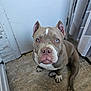 animal, blue_eyes, brown_fur, canine, close_up, companion, curtains, dog, domestic_animal, door, ears_up, floor, indoor, looking_up, pet, pitbull, portrait, sitting, tile, white_markings