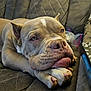 animal, brown, canine, closeup, couch, dog, ears, face, fur, home, indoors, large_dog, nose, paws, pet, quilted, relaxed, resting, sleepy, wrinkles
