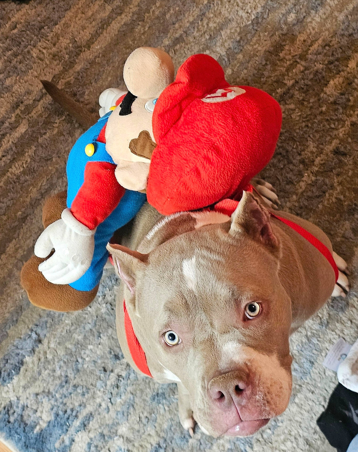 animal, blue_eyes, carpet, close_up, companion, cute, dog, domestic_animal, floor, indoor, looking_up, mammal, pet, pet_accessory, pitbull, playful, plush_toy, red_harness, stuffed_animal, toy