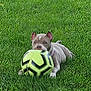 Genie joined the competition — help win amazing prizes! active, animal, canine, chewing, collar, cute, dog, fun, grass, greenery, leisure, nature, outdoor, pet, playful, recreation, soccer_ball, summer, toy, young_dog