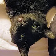 Boots joined the competition — help win amazing prizes! black_cat, cat, feline, pet, green_eyes, whiskers, black_fur, close_up, portrait, upside_down, ear, nose, indoor, bed, blanket, cozy, relaxed, soft_light, domestic_animal, staring