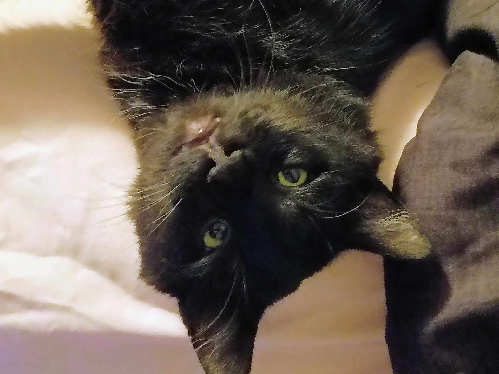 Boots joined the competition — help win amazing prizes! black_cat, cat, feline, pet, green_eyes, whiskers, black_fur, close_up, portrait, upside_down, ear, nose, indoor, bed, blanket, cozy, relaxed, soft_light, domestic_animal, staring