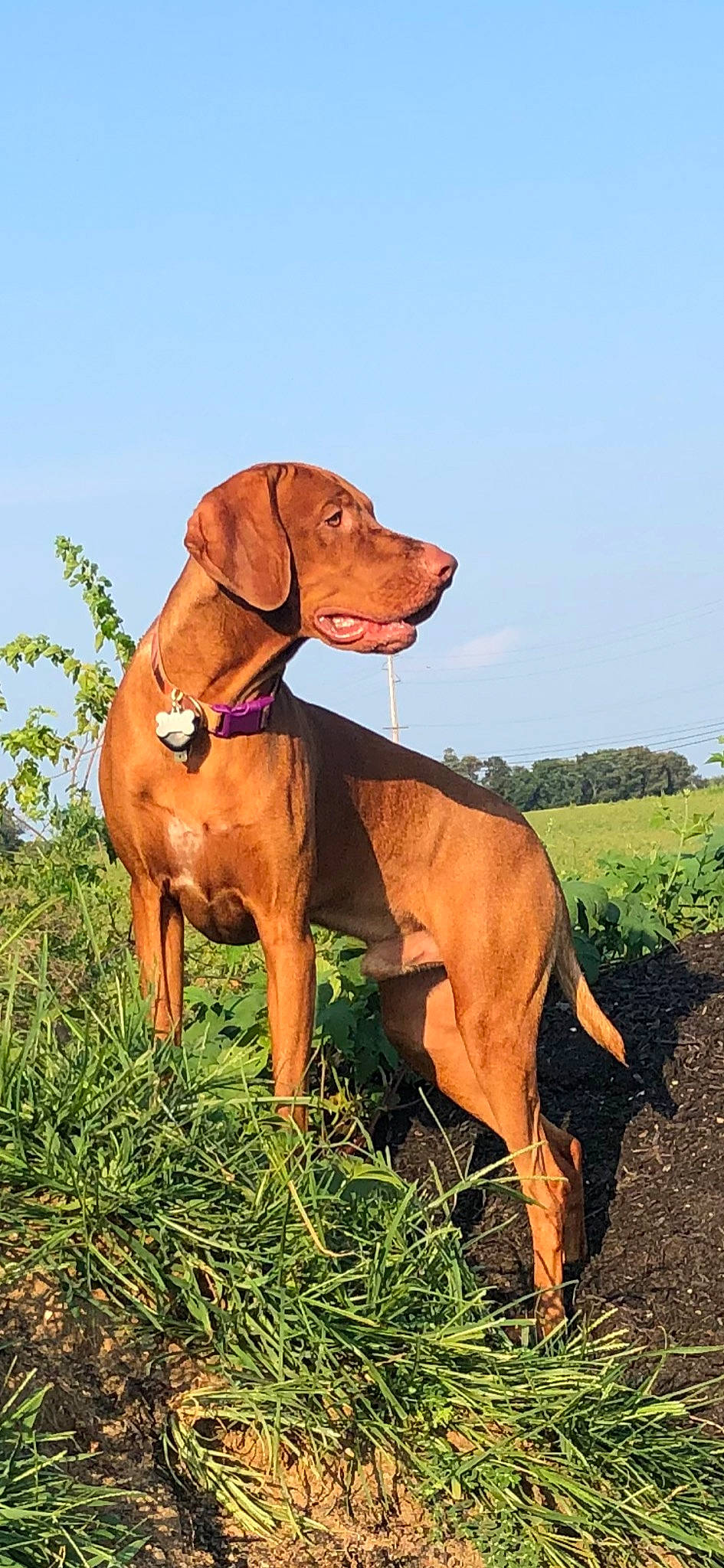 Sky joined the competition — help win amazing prizes! biting, canidae, carnivore, cloud, collar, companion_dog, dog, dog_breed, dog_collar, fawn, grass, grassland, gun_dog, liver, plant, prairie, sky, snout, terrestrial_animal, working_animal