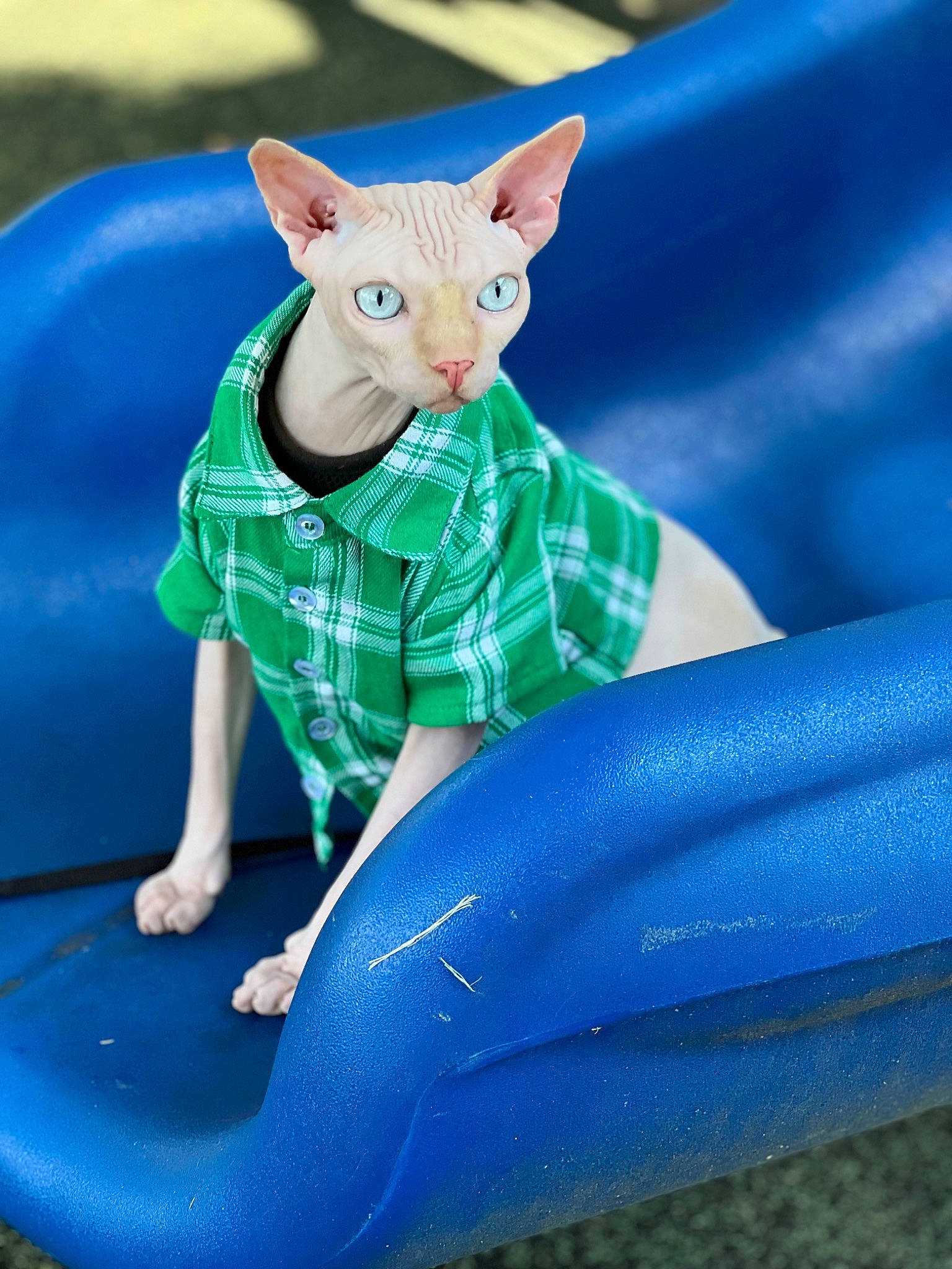 Dabney is registered to the contest to win money with this photo: animal_figure, art, blue, domestic_pig, electric_blue, fashion_accessory, fawn, felidae, figurine, grass, linens, pattern, pink, plastic, recreation, sitting, tail, toy, whiskers