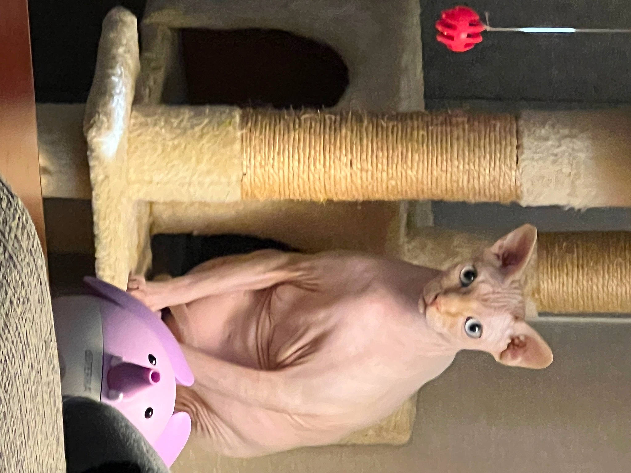 Dabney is registered to the contest to win money with this photo: fawn, felidae, fur, shelf, snout, tail, toy, whiskers, wood