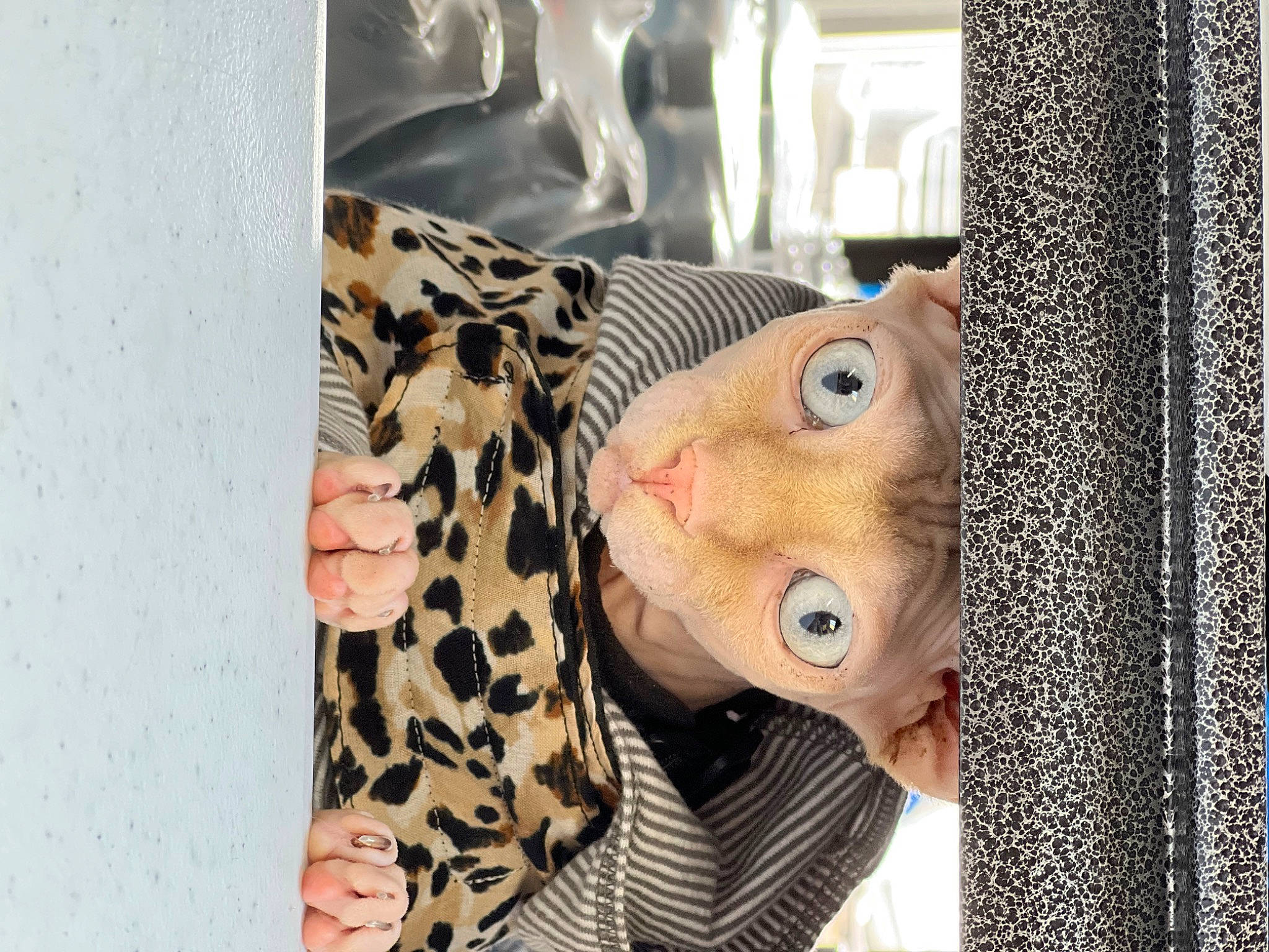Dabney joined the competition — help win amazing prizes! button, eyelash, eyewear, fashion_accessory, fawn, fish, fur, linens, pattern, plush, room, selfie, sleeve, stuffed_toy, toy, visual_arts, whiskers, wood