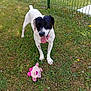 animal, black_and_white, collar, cute, dog, fence, fun, grass, green, happy, nature, outdoor, pet, pink, playful, plush, summer, tongue_out, toy, yellow_flowers