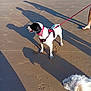 Willy participe au concours pour gagner de l'argent avec cette photo : dog, beach, sand, leash, shadow, red_bandana, harness, barefoot, sunlight, outdoor, pet, animal, summer, walking, two_dogs, daytime, canine, playful, nature, vacation