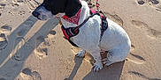 Willy participe au concours pour gagner de l'argent avec cette photo : dog, beach, sand, footprints, shadow, leash, bandana, harness, bare_feet, sunlight, outdoor, pet, animal, canine, sitting, daytime, summer, shore, vacation, relaxation