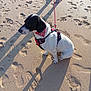 dog, beach, sand, footprints, shadow, leash, bandana, harness, bare_feet, sunlight, outdoor, pet, animal, canine, sitting, daytime, summer, shore, vacation, relaxation