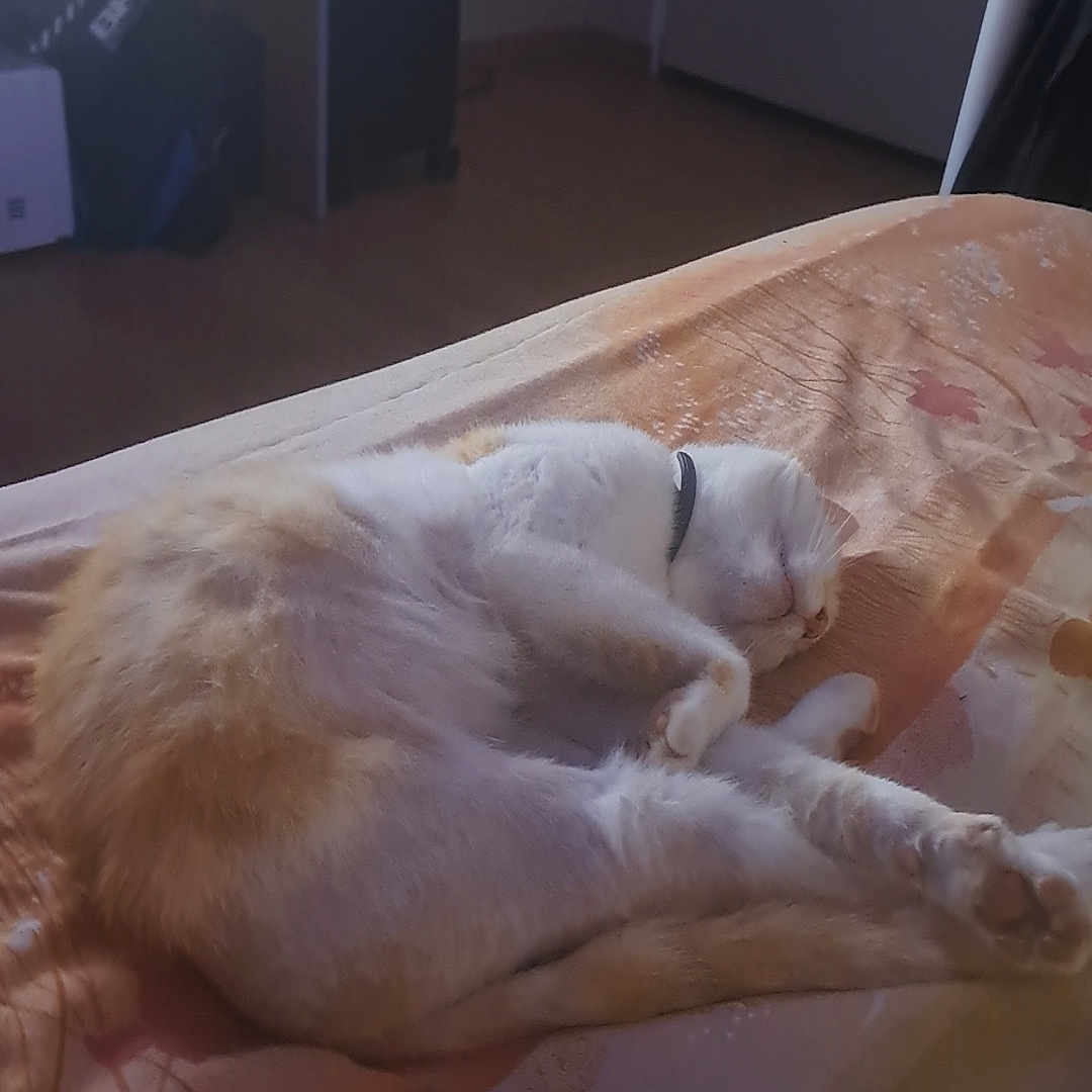 Pumpkin participe au concours pour gagner de l'argent avec cette photo : animal, bed, bedroom, blanket, canine, cat, computer, computerhardware, couch, electronics, furniture, hardware, hardwood, indoors, interiordesign, laptop, pc, pet, room, wood