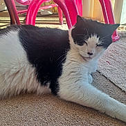 Oreo joined the competition — help win amazing prizes! animal, black_and_white, carpet, cat, cozy, cute, domestic, feline, fur, home, indoor, laying, mammal, pet, pink_chair, relaxed, resting, sleepy, sunlight, whiskers