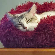 Sissy joined the competition — help win amazing prizes! abyssinian, accessories, angora, animal, blanket, cat, couch, cushion, face, featherboa, furniture, head, homedecor, indoors, kitten, manx, person, pet, siamese, sleeping