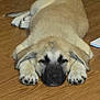 puppy, dog, sleeping, floor, wooden_floor, cute, pet, animal, fur, paws, indoors, resting, canine, mammal, young_dog, adorable, domestic_animal, relaxing, lying_down, sleepy