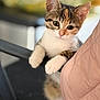 Ambre a rejoint le concours — aidez-le/la à gagner de superbes lots ! kitten, cat, pet, animal, cute, curious, paws, chair, indoor, feline, young, whiskers, fur, tabby, domestic, closeup, adorable, playful, soft_focus, portrait